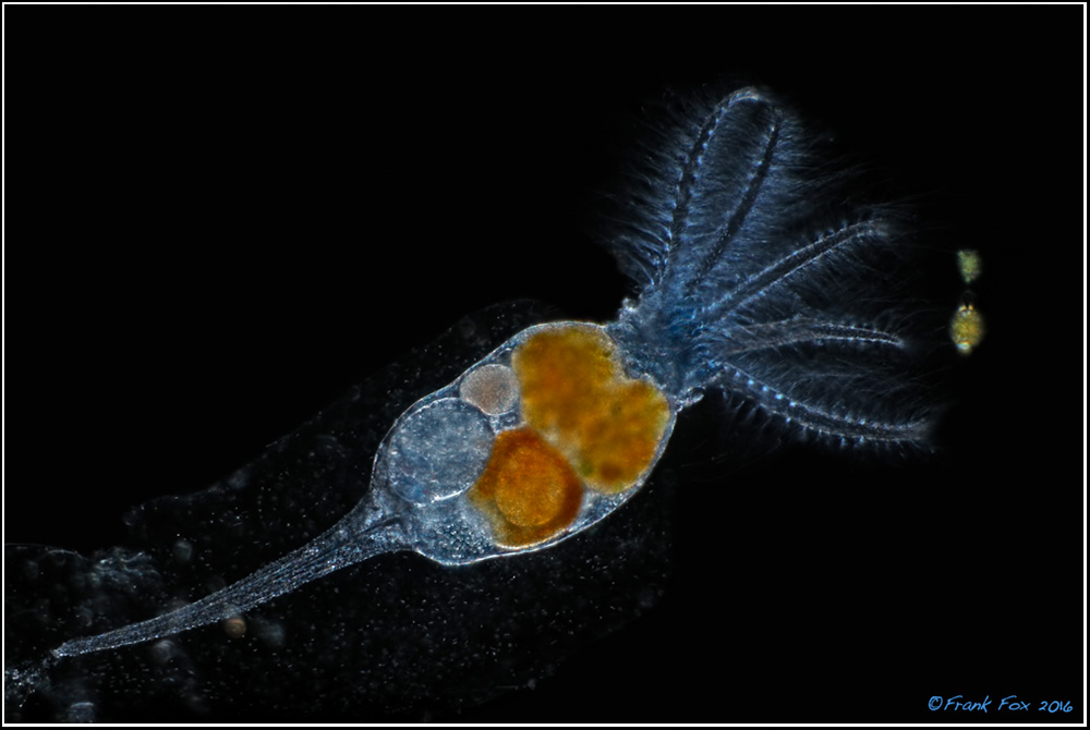 Stephanoceros fimbriatus (Fransenkrone) Mikrofotografie und